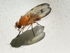 Minettia inusta