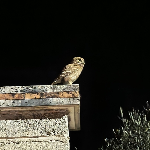 Mochuelo europeo (Athene noctua)