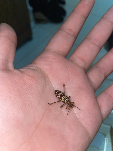 Pyrota proseni