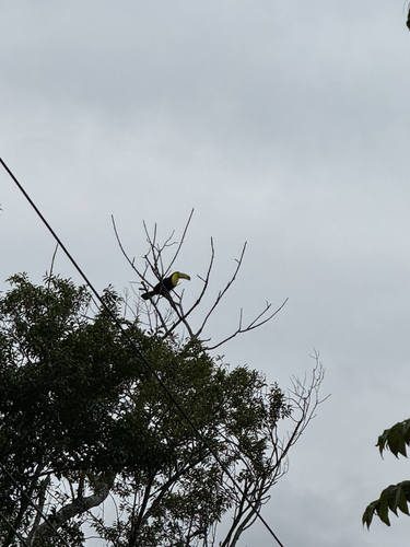 Keel-billed Toucan