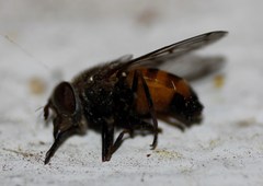 Copestylum haagii