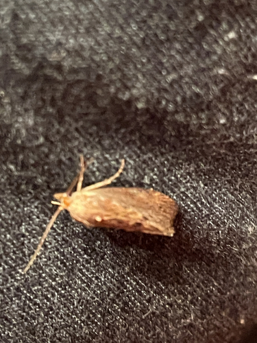 Greater Wax Moth