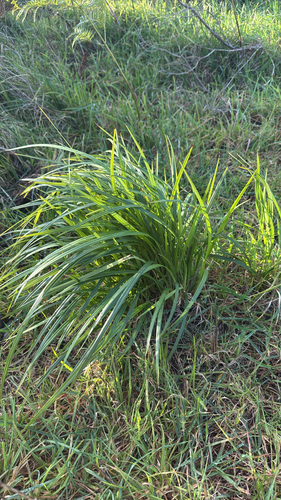 Coast Flax-Lily