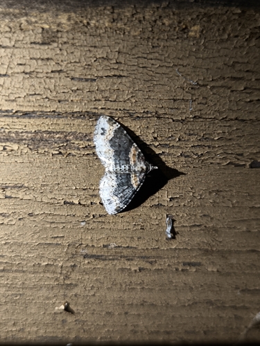 Dark-barred Twin-spot Carpet