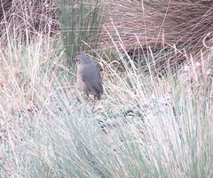 Grallaria quitensis