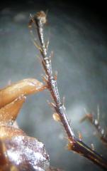 Agonum fuliginosum