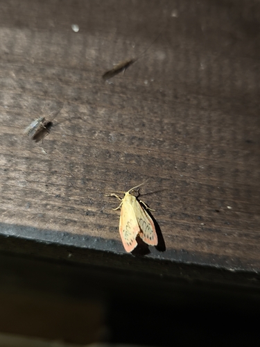Rosy Footman
