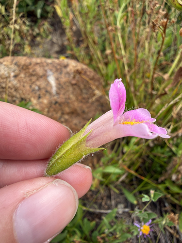 Erythranthe erubescens, photograph 5