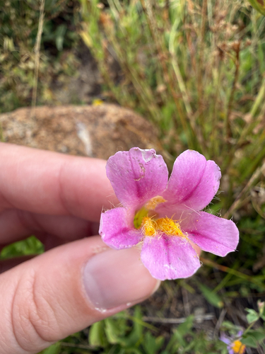 Erythranthe erubescens, photograph 3
