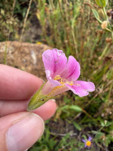 Erythranthe erubescens, photograph 6