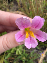 (c) Deb Kemp, some rights reserved (CC BY) Erythranthe erubescens, photograph (c) Deb Kemp, some rights reserved (CC BY)