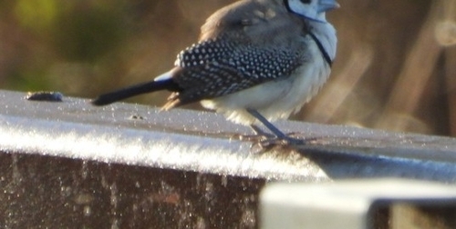 Double-barred Finch