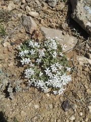 Phlox muscoides