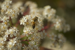 Apis mellifera
