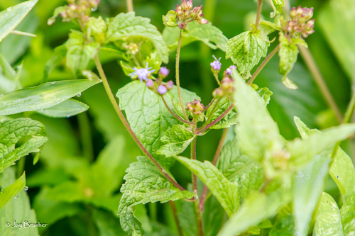 Fleischmannia incarnata, photograph 3