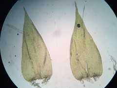 Herzogiella striatella