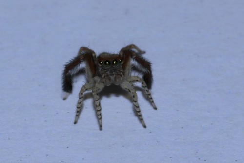 Beardfooted spider, Wageningen, Nederland, photo 7 of 10