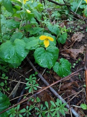Viola glabella, photograph (c) John Powers, some rights reserved (CC BY)