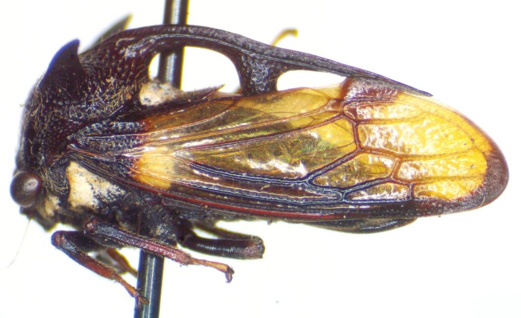 Campylocentrus obscuripennis