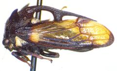 Campylocentrus