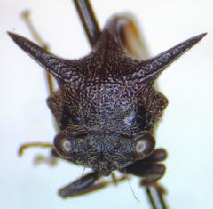 Campylocentrus