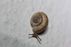 Praticolella griseola