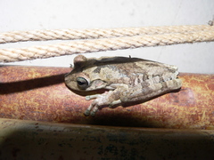 Boana pugnax