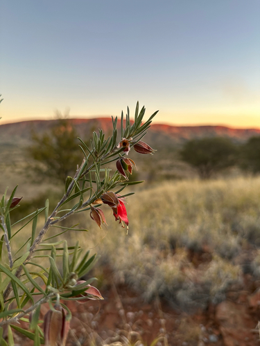 crimson turkey bush