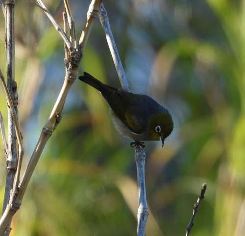 Silvereye