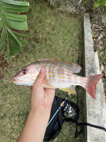 Lane Snapper