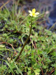 Ranunculus multifidus