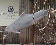 Chinese White Dolphin photo 4