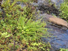 Ranunculus multifidus