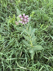 Asclepias sullivantii, photograph (c) Peter Goodspeed, some rights reserved (CC BY)