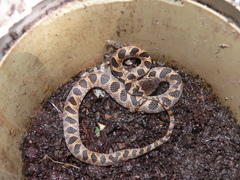 Leptodeira ashmeadii