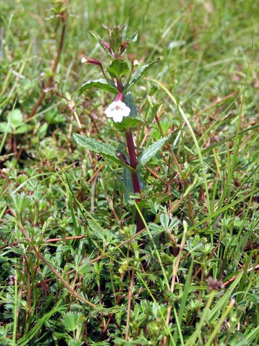 Madagascar Monkeyflower (Mimulus madagascariensis)