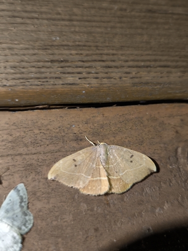 Oak Hook-tip