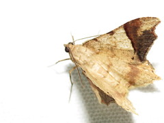 Macaria approximaria