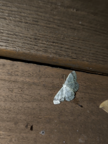 Small Fan-footed Wave