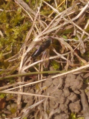Anasimyia bilinearis