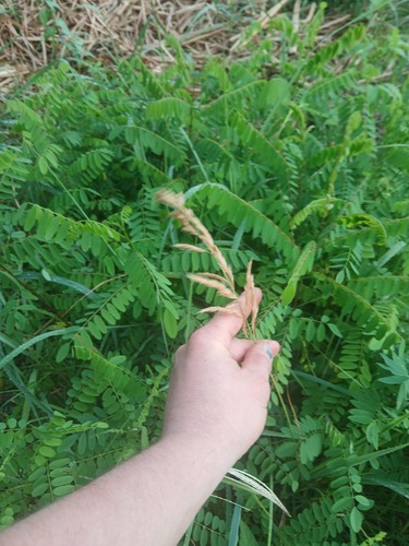Poa angustifolia