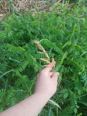 Poa angustifolia