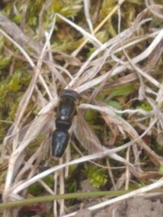 Anasimyia bilinearis