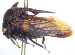 Campylocentrus