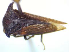 Campylocentrus