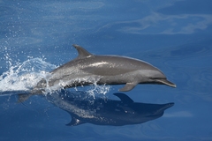 Pantropical Spotted Dolphin photo 2