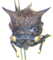 Campylocentrus