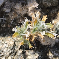 Loeseliastrum schottii