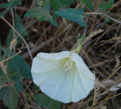 Calystegia polymorpha · iNaturalist