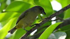Scrub Euphonia photo 3